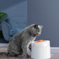 gray cat with elevated cat bowl